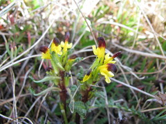 Pedicularis flammea