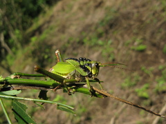 Cibotopteryx