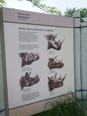 Ceratotherium
