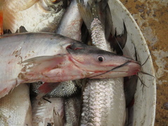 Highwaterman Catfish photo 2