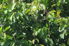 Brachygalba lugubris