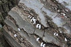 Porodisculus pendulus