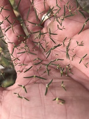 Euphorbia gracillima