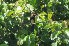 Brachygalba lugubris