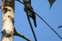 Brachygalba lugubris