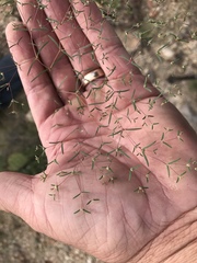 Euphorbia gracillima