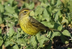 Setophaga palmarum hypochrysea
