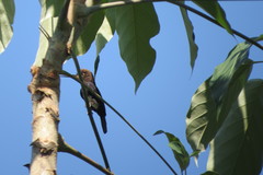 Brachygalba lugubris