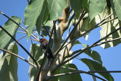 Brachygalba lugubris