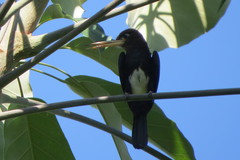 Brachygalba lugubris