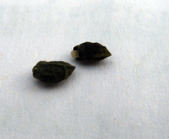 Nonea versicolor