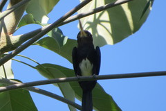 Brachygalba lugubris