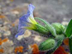 Nonea versicolor
