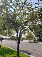 Crataegus phaenopyrum