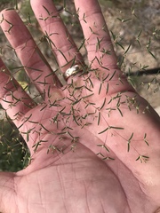 Euphorbia gracillima