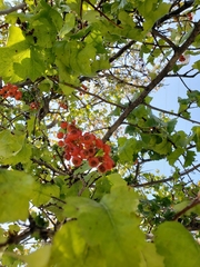 Crataegus phaenopyrum