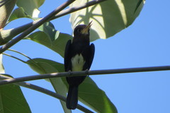 Brachygalba lugubris