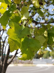 Crataegus phaenopyrum