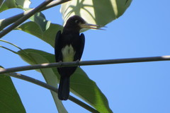 Brachygalba lugubris