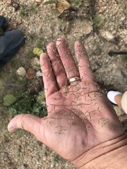 Euphorbia gracillima