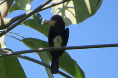 Brachygalba lugubris