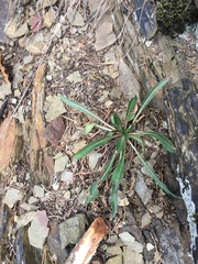 Oenothera argillicola