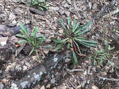Oenothera argillicola