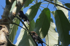 Brachygalba lugubris