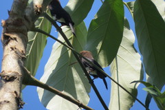 Brachygalba lugubris