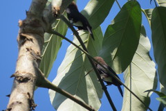 Brachygalba lugubris