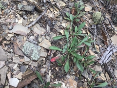 Oenothera argillicola