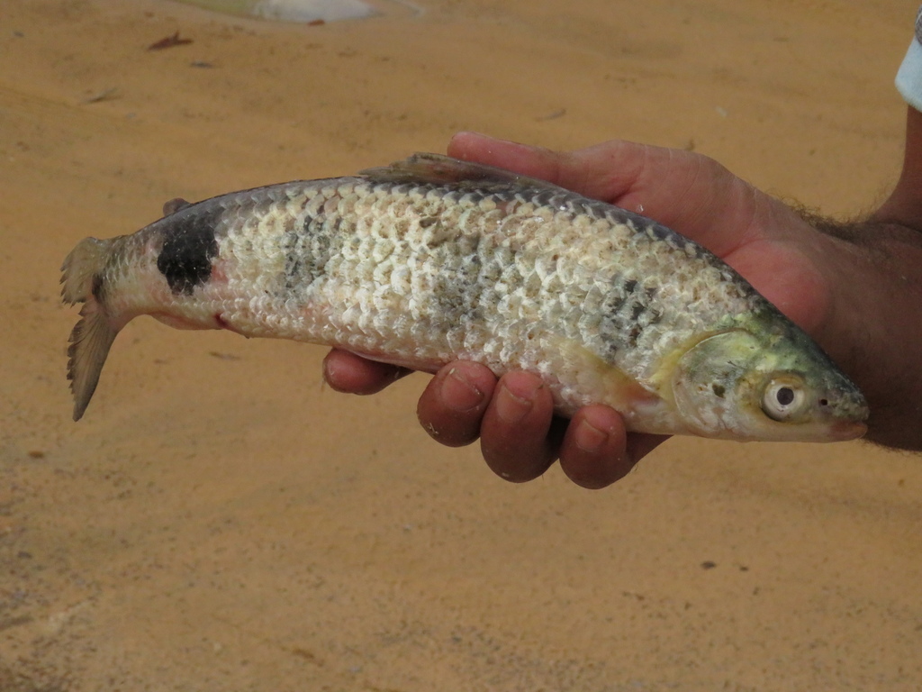 Characin (Schizodon fasciatus) — Anostomidae