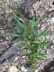 Oenothera argillicola