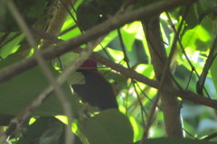 Antilophia galeata