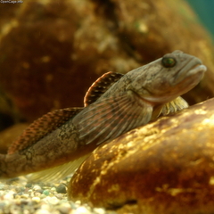 Japanese Fluvial Sculpin photo 3
