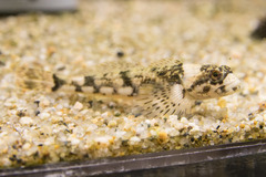Japanese Fluvial Sculpin photo 4