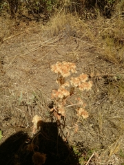 Fagopyrum esculentum