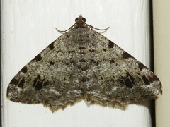 Macaria pinistrobata