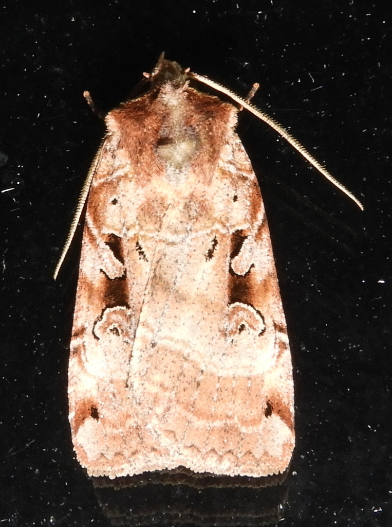 Norman’s Dart