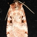 Xestia normanianus - Photo (c) judywelna, algunos derechos reservados (CC BY-NC), subido por judywelna