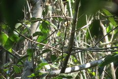 Cyclarhis gujanensis