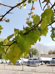 Crataegus phaenopyrum