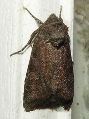 Lacinipolia meditata