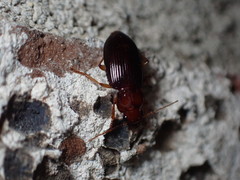 Trichotichnus vulpeculus