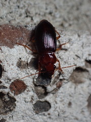 Trichotichnus vulpeculus