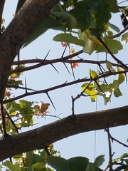 Crataegus phaenopyrum