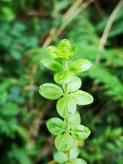 Cruciata laevipes