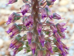 Lachenalia violacea