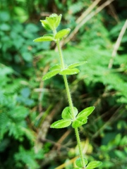 Cruciata laevipes