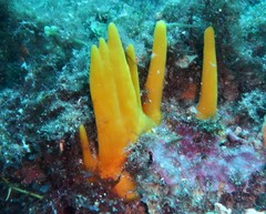 Ciocalypta penicillus